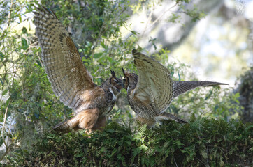 mating pair of adult great horned owls (Bubo virginianus) racing each other, flapping wings, in oak tree with resurrection fern (Pleopeltis polypodioides)