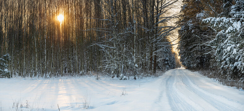Winter forest, snow-coverd trees and path
