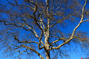 Baum in Winterruhe