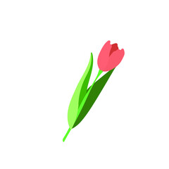 Red tulip on transparent background. Vector illustration