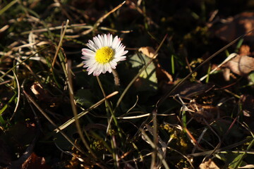 Ein G&auml;nsebl&uuml;mchen im Gras