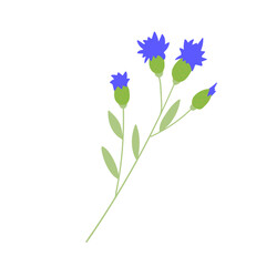Blue Cornflower Herb . Vector illustration
