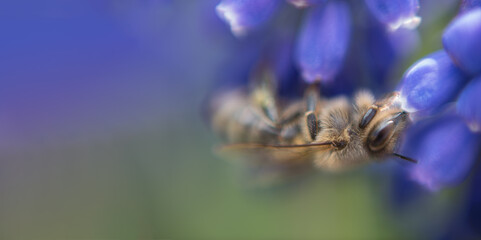 Pszczoła na szafirkach © Zbigniew