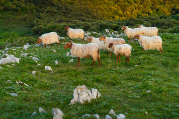 Fototapeta premium Sheep, Liendo Valley, Montaña Oriental Costera, Cantabrian Sea, Cantabria, Spain, Europe