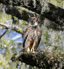 great horned owl (bubo virginianus) perched on giant oak tree with resurrection fern (Pleopeltis polypodioides), ear tufts erect, eyes fixed, feather detail