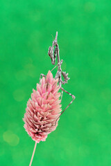 pink and green flower