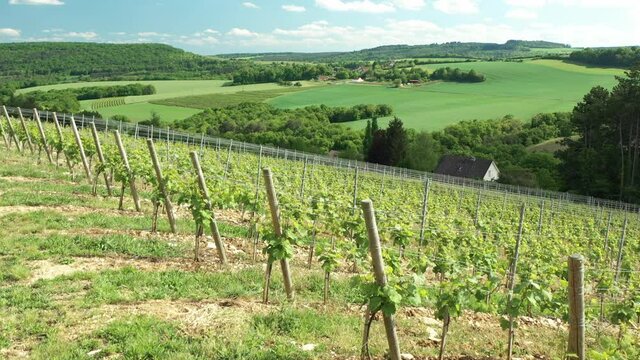 Vignoble des hautes cotes de nuits en bourgogne