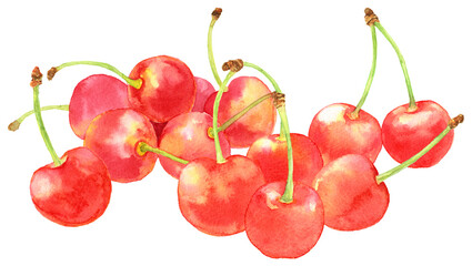 さくらんぼ　たくさん集められたサクランボ　水彩画