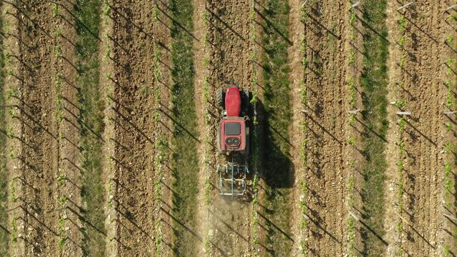 Labours dans le vignoble des hautes cotes de nuits