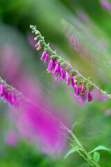 FOXGLOVE - DIGITAL, DEDALERA (Digitalis purpure) common foxglove, purple foxglove or lady's glove), Matienzo, Ruesga Municipality, Cantabria, Spain, Europe