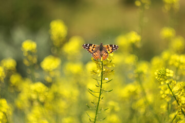 Butterfly Vanessa cardui sits on rapeseed. Spring yellow background. Butterfly close-up. Rapeseed blooms in spring.