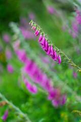 FOXGLOVE - DIGITAL, DEDALERA (Digitalis purpure) common foxglove, purple foxglove or lady's glove), Matienzo, Ruesga Municipality, Cantabria, Spain, Europe