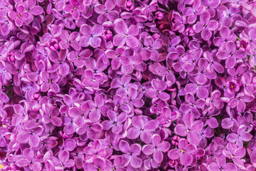 background of lilac  flowers