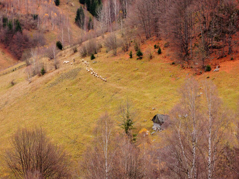High angle view of the trees with colorful leaves in the forest on a fall day near Fundata, Romania