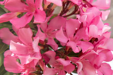 Close-Up Of Pink Blossom Tree