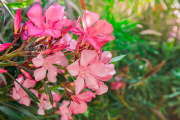 Pink Oleander with blurred green leaves.