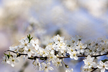 cherry branch in a spring garden, white cherry flowers