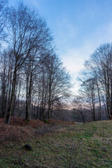 Sunset autumn forest in the Carpathian mountains