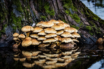 mushrooms on a tree