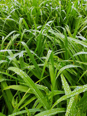 Green grass leaves with water drops