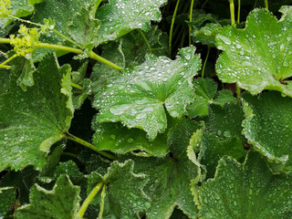 Fresh green leaves with water drops after rain or 
small water drops on grass leaves background