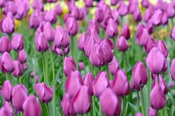 Tulips. Plantation of violet tudpan. Spring.
