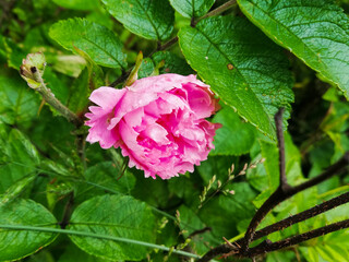 Wild beautiful rose with thorns with water drops on flower petals after rain