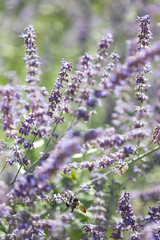 Bright purple flowers being pollinated by a bumble bee