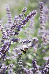 Bright purple flowers being pollinated by a bumble bee