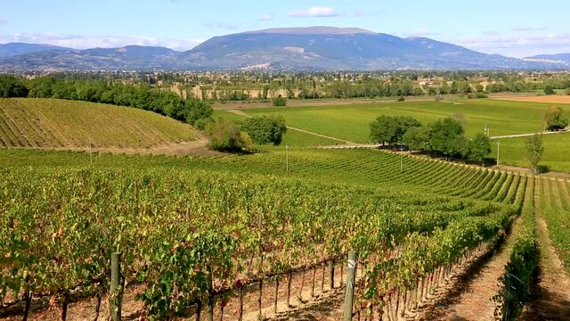 Small winery and vineyards in Umbria