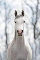 koński portret © meegi