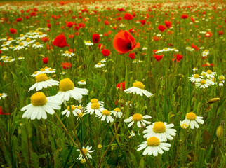 field of flowers