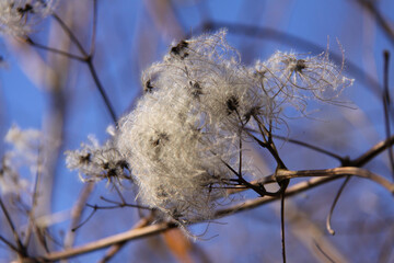 Cl&eacute;matite en hiver