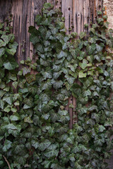 A wooden wall covered with ivy
