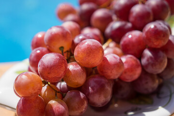 sweet grapes in the mediterranean summer sun by the pool