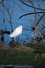 great white egret