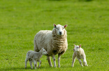 Naklejka na ściany i meble Ewe, a female sheep with her twin newborn lambs in Springtime. Facing forward in green meadow. Concept: a mother's love. Landscape, Horizontal. Space for copy. Yorkshire Dales. UK