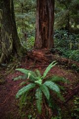 Lush, Green Fern in Pacific Northwest Rainforest in Olympic Peninsula