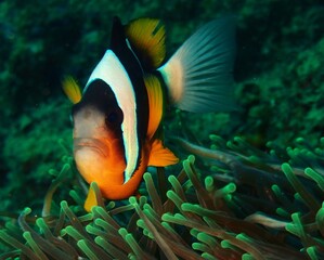 Pretty clownfish facing the camera
