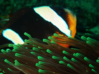 Clown fish on the reef