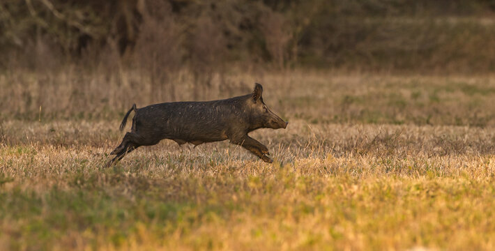 wild feral hog, pig or swine (sus scrofa) sow running in an open field in Florida 