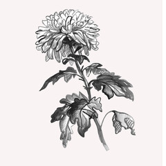 Realistic ink sketch of Chrysanthemum flower, stem, leaves isolated on white. Monochrome freehand botanical design element for created greeting card, poster, package.