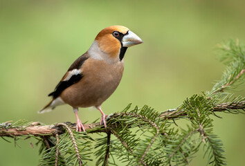 Obraz premium Hawfinch (Coccothraustes coccothraustes) bird close up