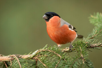 Eurasian bullfinch male ( Pyrrhula pyrrhula )