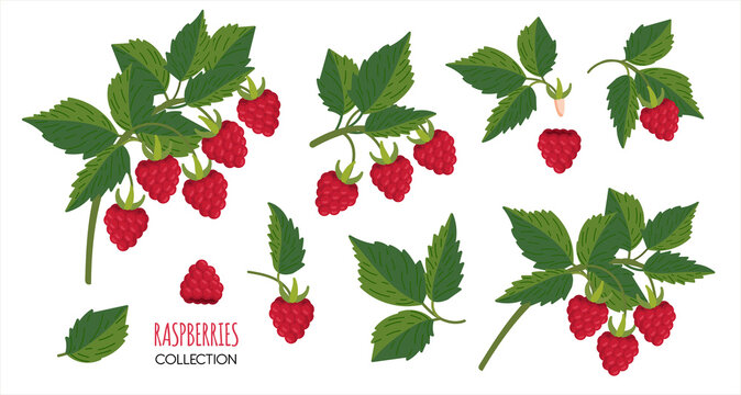 Raspberry plant twig. Sprig of raspberries set with berry and leafs. Elements constructor for design congratulations, invitations, cards, banners.
