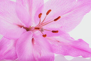Fototapeta premium Big pistil and stamens of blooming purple lily flower in macro.