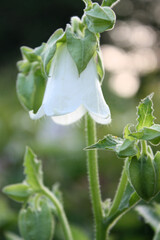 campanula white flower