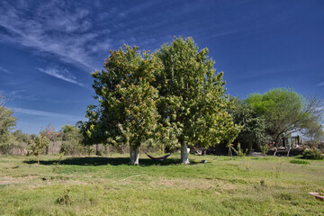 landscape with trees and sky