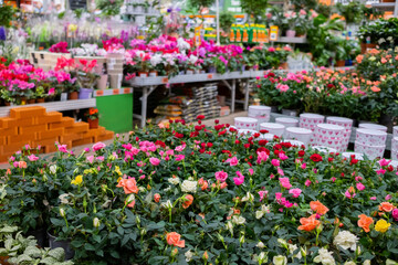 Fototapeta na wymiar Selective focus on multi-colored potted rose flowers on a counter in a garden store. Sale of garden flowers before the start of the spring season.