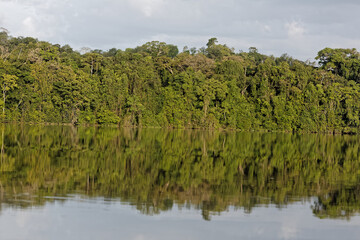 Reflet de la forêt amazonienne sur le fleuve haut-Maroni en Guyane française